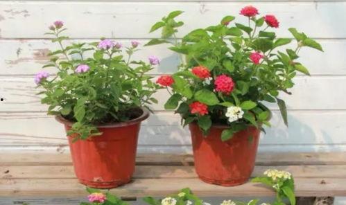 五峰赌博爆料视频最新,揭秘当地赌博乱象！”  第2张