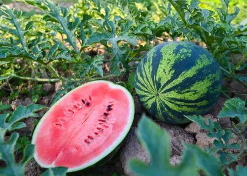 吃瓜河南网红福建女友,河南网红与福建女友的甜蜜瓜田生活 第3张 吃瓜河南网红福建女友,河南网红与福建女友的甜蜜瓜田生活 第3张